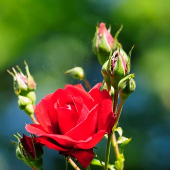 roses