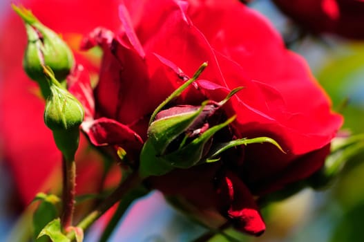 roses