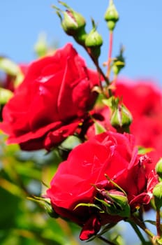 roses