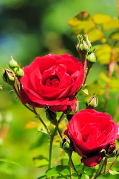 roses