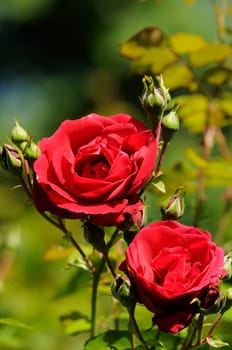 roses