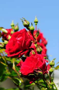 roses