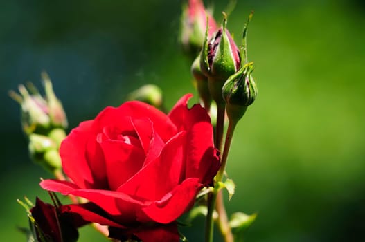 roses