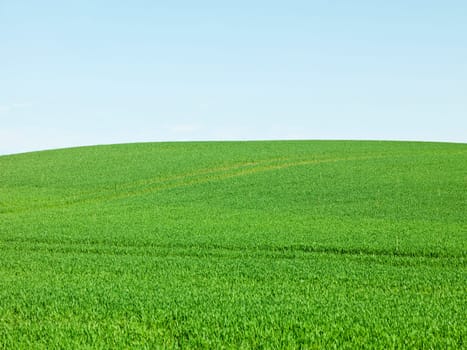 Green Field and blue sky on a summer day