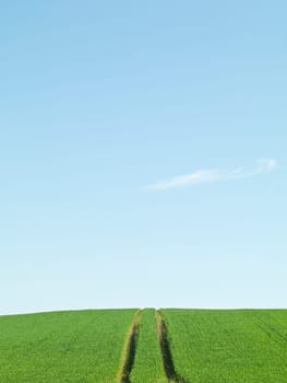 Green Field and blue sky on a summer day