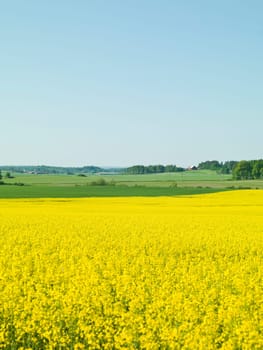 Field of Oil seed rape