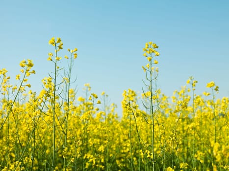 Oilseed Rape in front of blue sky