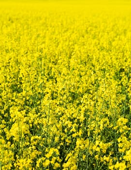 Full Frame of Oilseed Rape