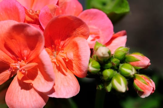 Petunias