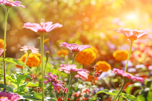 Abstract flowerbed in sunny day, shallow DOF