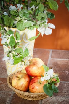 Beautiful ripe apples and branches of a blossoming apple-tree in a vase