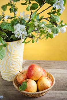 Beautiful ripe apples and branches of a blossoming apple-tree in a vase
