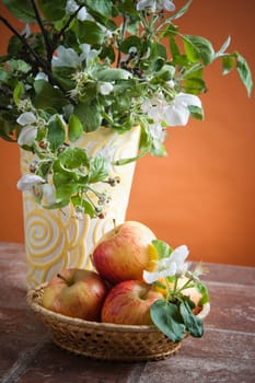 Beautiful ripe apples and branches of a blossoming apple-tree in a vase