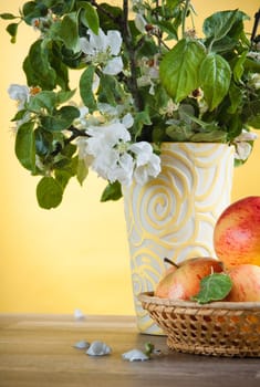 Beautiful ripe apples and branches of a blossoming apple-tree in a vase