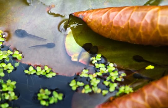 Waterlily leaves in spring and tad-poles warming up in the sun