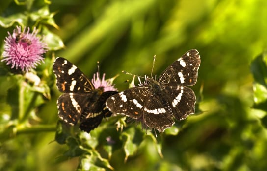 Summer Map butterflies or Araschnia levana on thistle flowers in summer