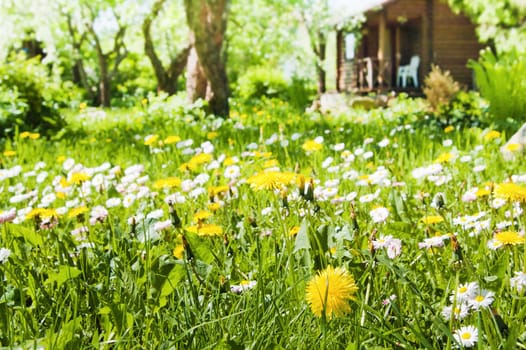 lawn with flowers in the garden
