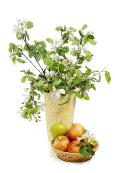 Beautiful ripe apples and branches of a blossoming apple-tree in a vase