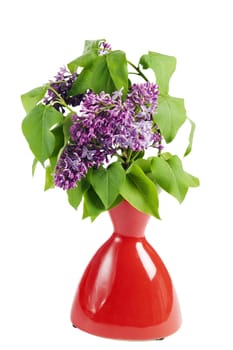 Branch of a blossoming lilac in a vase, it is isolated on white
