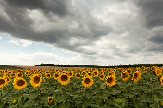 Field with sunflowers