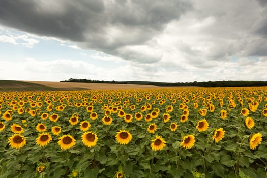 Field with sunflowers
