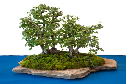 Elms (Ulmus carpinifolia) as a bonsai forest on a stone with moss