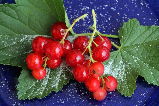 Red currants