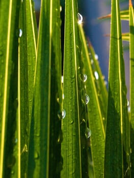 Closeup of sparkling waterdrops on green grass