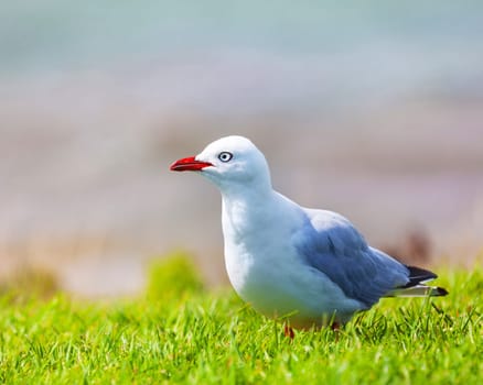 Wildlife photo of a cute seagull