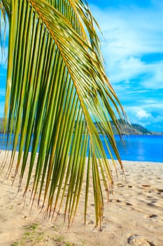 Coconut palm branch on the tropical beach