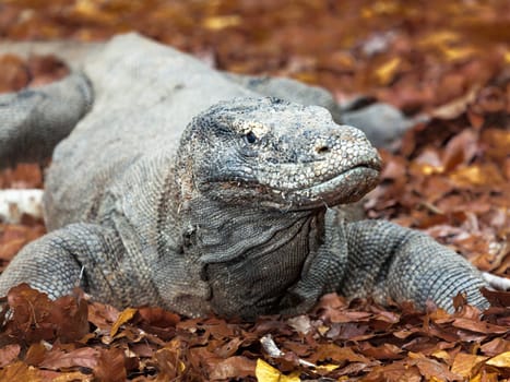 Portrait of  Komodo Dragon (Varanus komodoensis). Rinca