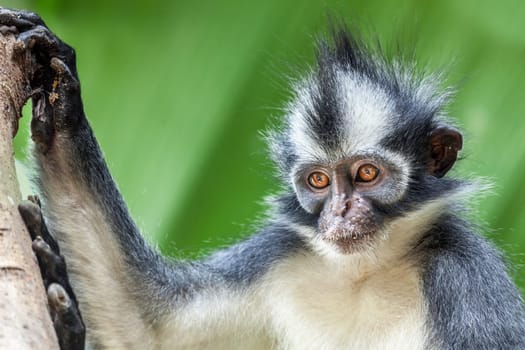 Thomas&#039 s leaf monkey. Bukit Lawang, Gunung Leuser National Park, Sumatra.