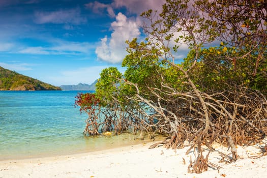Beautiful beach. Mangroves on the foreground