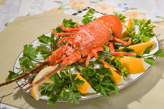 dish with cooked lobster on a colored background