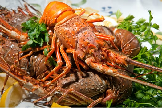dish with cooked lobster on a colored background