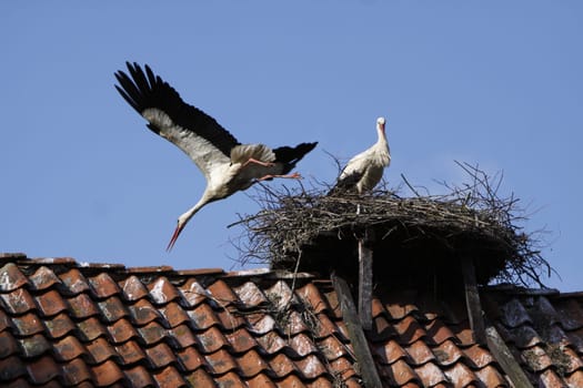 Storks in Elbrinxen