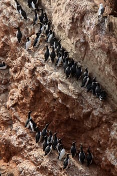 Guillemots on Heligoland