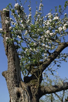 Orchards in Brake at the Lindenhaus