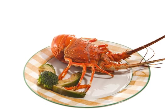dish with cooked lobster on a colored background