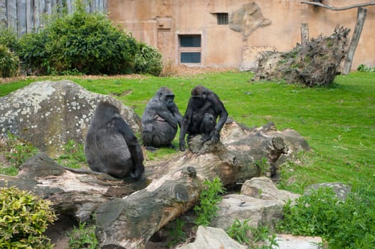 several gorillas sitting on a rock in the Munster zoo in Germany