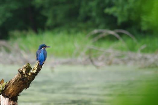 The Kingfisher (Alcedo atthis)