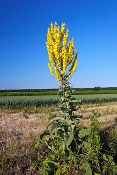 Mullein Verbascum