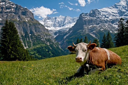 Cow in front of the Fiescherhörnern