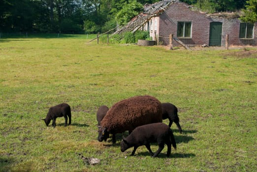 mother sheep with lambs grazing in front of a decayed farmhouse