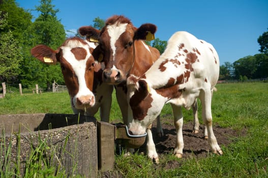 young red frisian cows around a drinking point