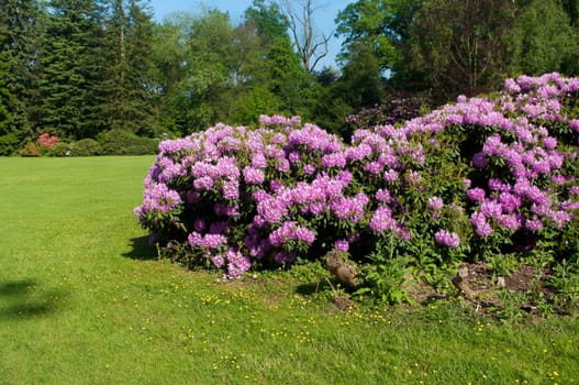 blooming red and pink rhododendron flowers in a park