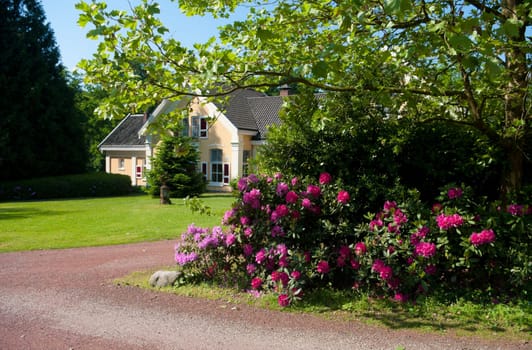 blooming rhododendrons in front of a house in a park