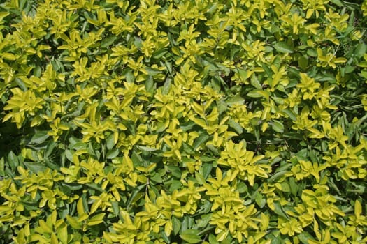 Pattern of green and yellow leaves at Flower Show, Lalbagh Botanical Garden, Bangalore, Karnataka, India, Asia
