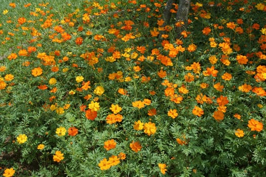 Buoyant, yellow, orange cosmos flowers swaying amidst green leaves