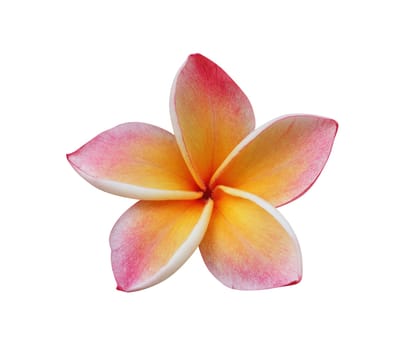 Frangipani (plumeria) flower isolated on white – clipping path included